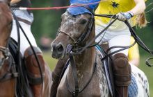 0306-Kathrin_Gralla-Summer_Polo 